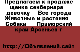 Предлагаем к продаже щенка сенбернара - девочку. - Все города Животные и растения » Собаки   . Приморский край,Арсеньев г.